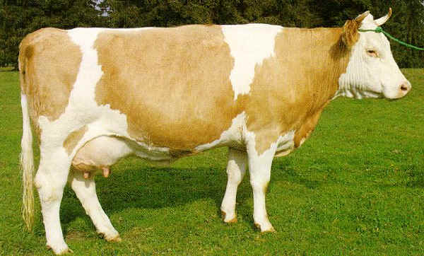 razze-bovine-simmental